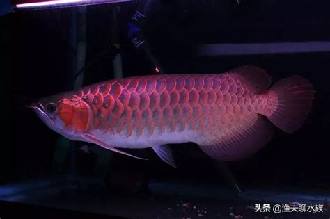 龍魚鱗片受傷|（四）龍魚常見的鱗片病「立鱗」？原因及治療方法